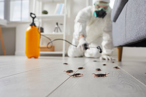Commercial Kitchen Cockroach Control in Freedom